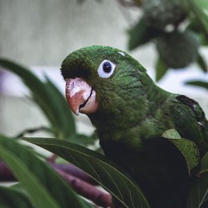 Превью обои попугай, птица, зеленый, листья, клюв