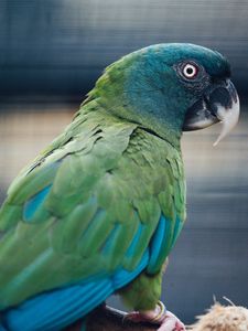Превью обои попугай, птица, зеленый, синий