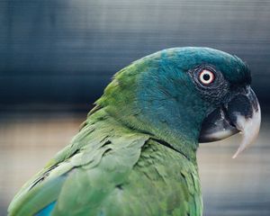 Превью обои попугай, птица, зеленый, синий
