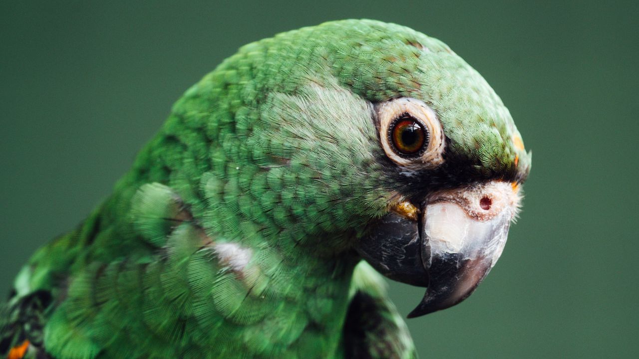 Обои попугай, птица, зеленый, дикая природа