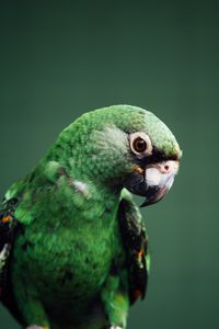 Превью обои попугай, птица, зеленый, дикая природа