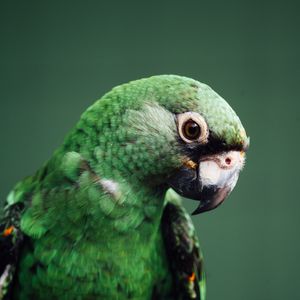 Превью обои попугай, птица, зеленый, дикая природа