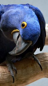 Превью обои попугай, синий, клюв, любопытный