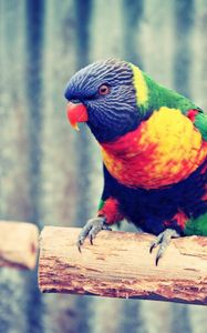 Превью обои попугай, ветка, разноцветный