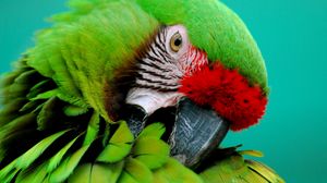 Превью обои попугай, зеленый, клюв, полосатый