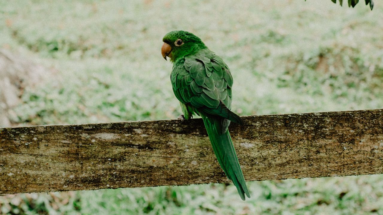 Обои попугай, зеленый, птица, ветки, размытость