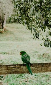 Превью обои попугай, зеленый, птица, ветки, размытость