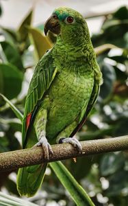 Превью обои попугай, зеленый, птица, ветка, тропический, экзотический