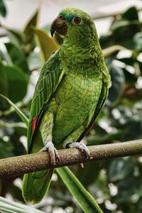 Превью обои попугай, зеленый, птица, ветка, тропический, экзотический