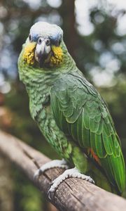 Превью обои попугай, зеленый, птица, клюв, перья, окрас