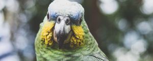 Превью обои попугай, зеленый, птица, клюв, перья, окрас