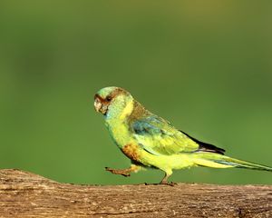 Превью обои попугай, зеленый, птица, дикая природа, бревно