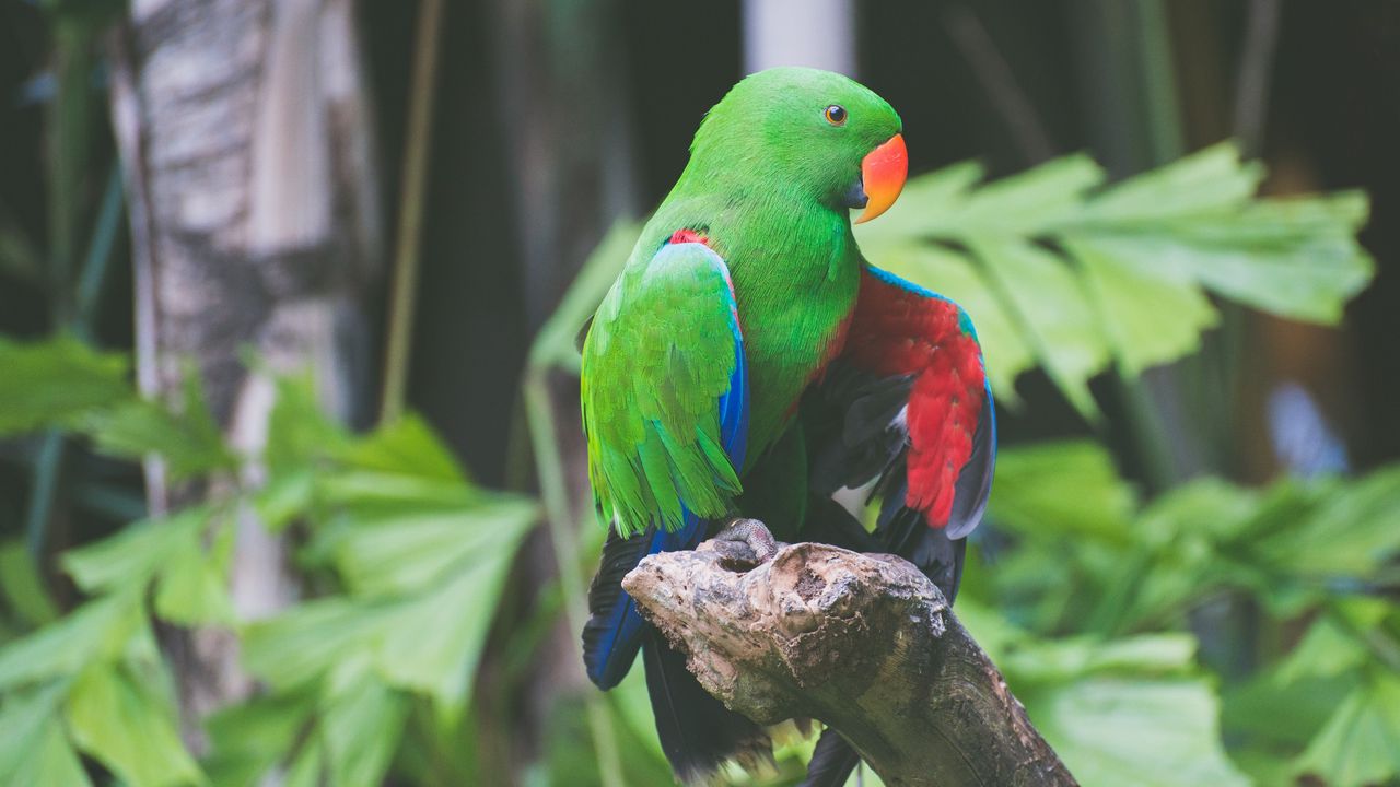 Обои попугай, зеленый, птицы, окрас