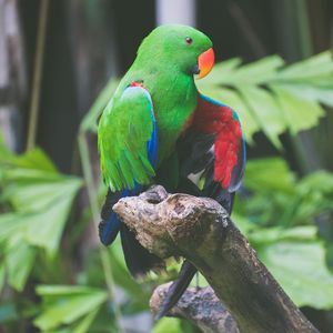 Превью обои попугай, зеленый, птицы, окрас
