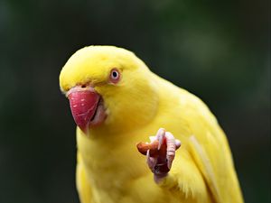 Превью обои попугай, желтый, птица, клюв