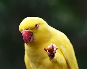 Превью обои попугай, желтый, птица, клюв