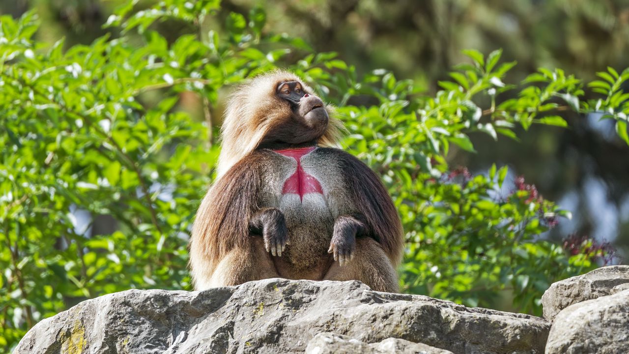 Обои примат, обезьяна, забавный, деревья, листья, животное
