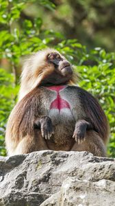 Превью обои примат, обезьяна, забавный, деревья, листья, животное