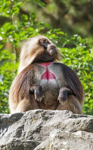 Превью обои примат, обезьяна, забавный, деревья, листья, животное