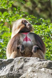 Превью обои примат, обезьяна, забавный, деревья, листья, животное