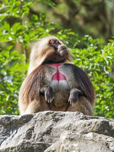 Превью обои примат, обезьяна, забавный, деревья, листья, животное