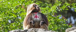 Превью обои примат, обезьяна, забавный, деревья, листья, животное