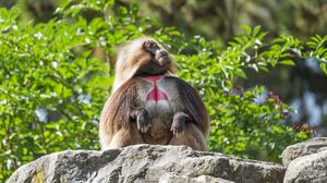 Превью обои примат, обезьяна, забавный, деревья, листья, животное