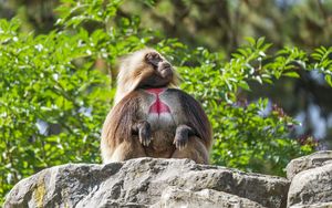 Превью обои примат, обезьяна, забавный, деревья, листья, животное