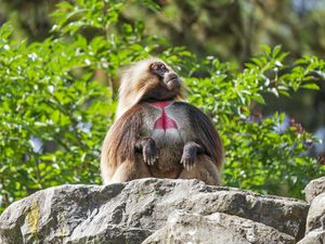 Превью обои примат, обезьяна, забавный, деревья, листья, животное