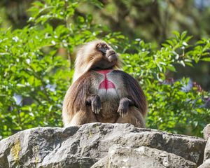 Превью обои примат, обезьяна, забавный, деревья, листья, животное