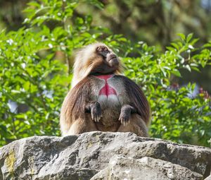 Превью обои примат, обезьяна, забавный, деревья, листья, животное