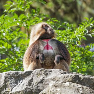 Превью обои примат, обезьяна, забавный, деревья, листья, животное