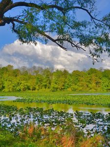 Превью обои природа, деревья, трава, болото, река