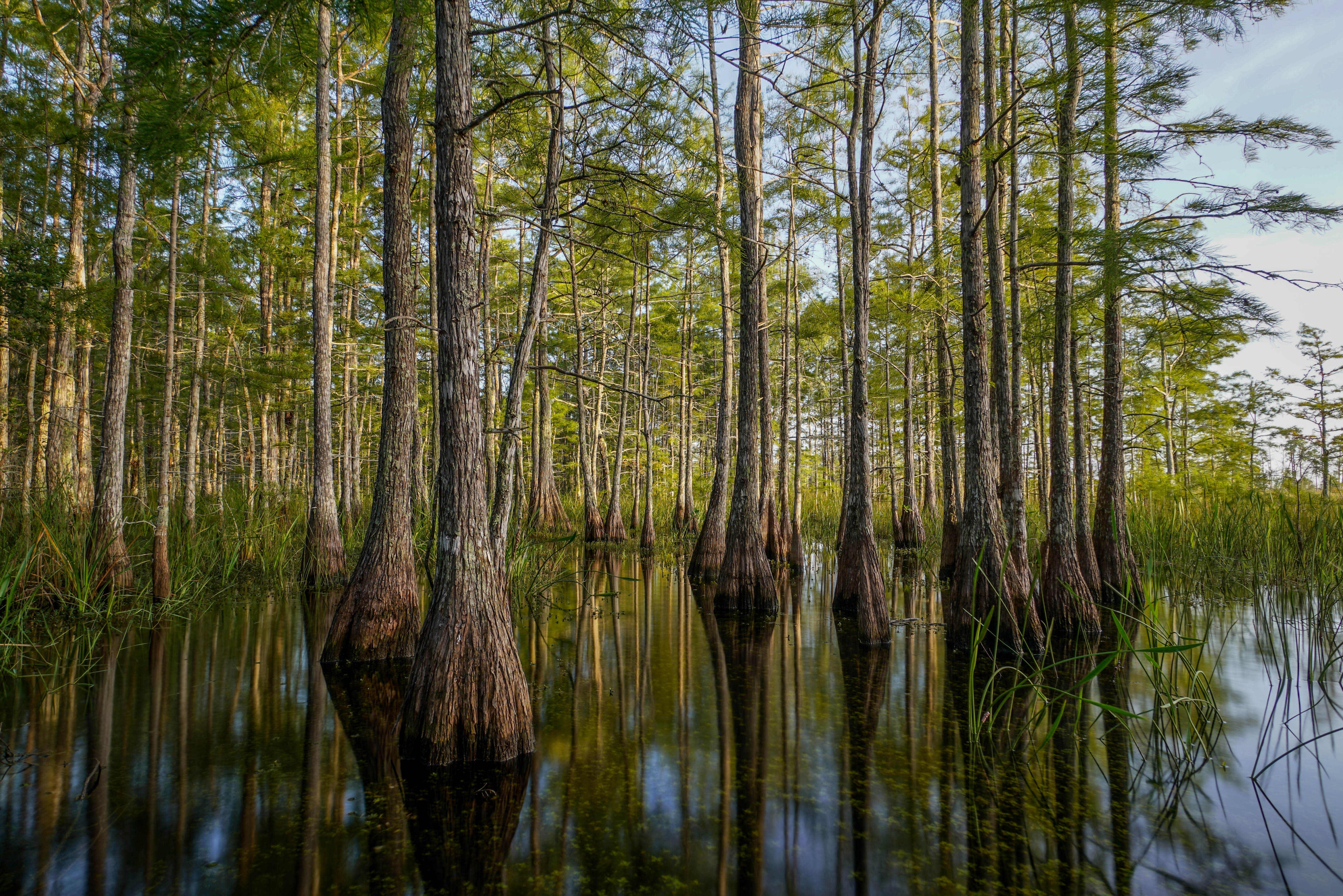 Water trees. Дерево в воде. Водяное дерево. Природа дерево вода. Древесина в воде.