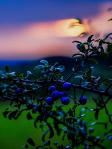 Превью обои природа, ягоды, закат, зеленый, синий