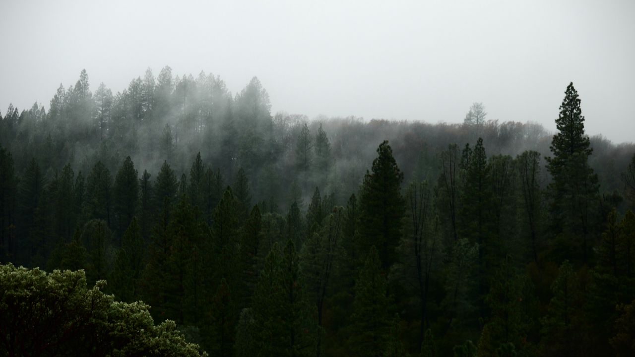 Обои природа, лес, деревья, туман, вид сверху