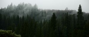 Превью обои природа, лес, деревья, туман, вид сверху