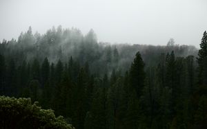 Превью обои природа, лес, деревья, туман, вид сверху