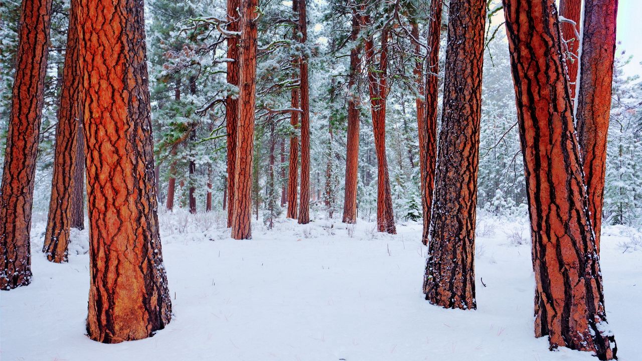 Обои природа, зима, деревья