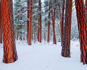 Превью обои природа, зима, деревья