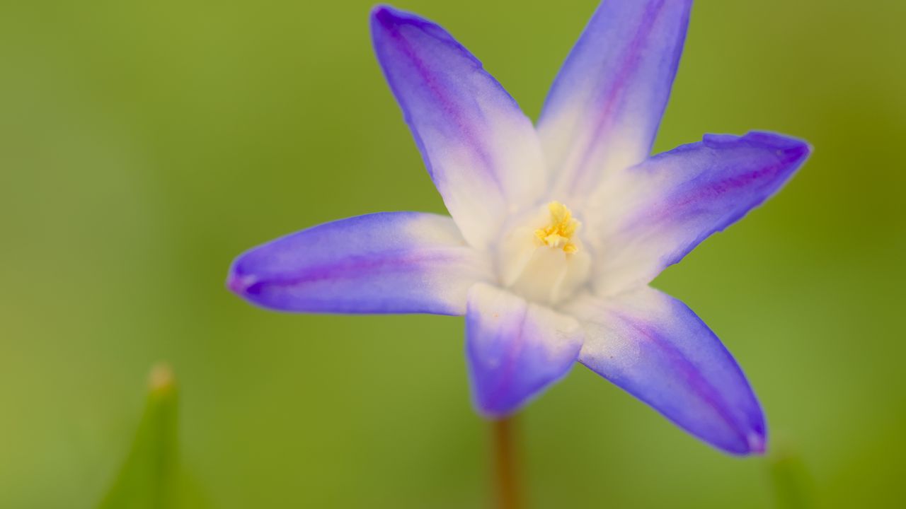 Обои пролеска люцилии, цветок, лепестки, фиолетовый, растение