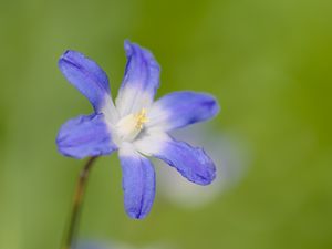 Превью обои пролеска люцилии, цветок, лепестки, синий, растение