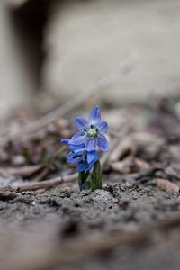 Превью обои пролески, цветы, лепестки, весна, размытие, макро