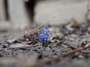 Превью обои пролески, цветы, лепестки, весна, размытие, макро