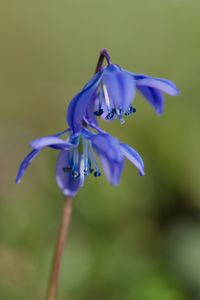 Превью обои пролески, цветы, лепестки, весна, синий, макро