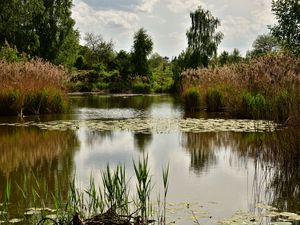 Превью обои пруд, деревья, растения, пейзаж