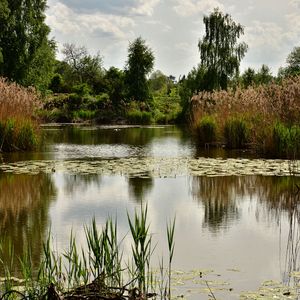 Превью обои пруд, деревья, растения, пейзаж