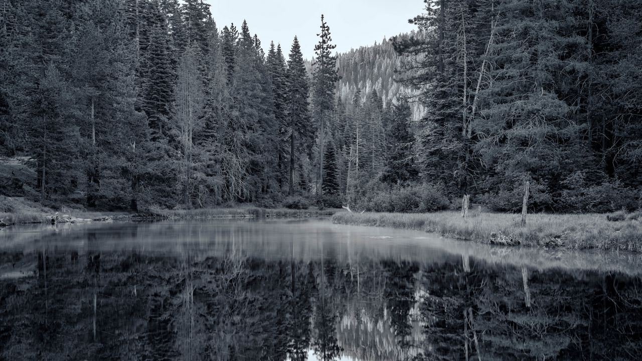 Обои пруд, лес, деревья, отражение, природа, черно-белый
