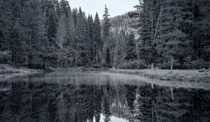 Превью обои пруд, лес, деревья, отражение, природа, черно-белый