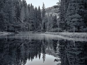 Превью обои пруд, лес, деревья, отражение, природа, черно-белый